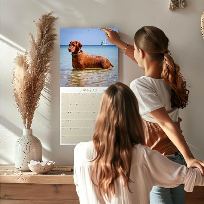 Vizsla Calendar 2026 by MegaCalendars – Monthly Dog Breed Wall Calendar, Made in USA