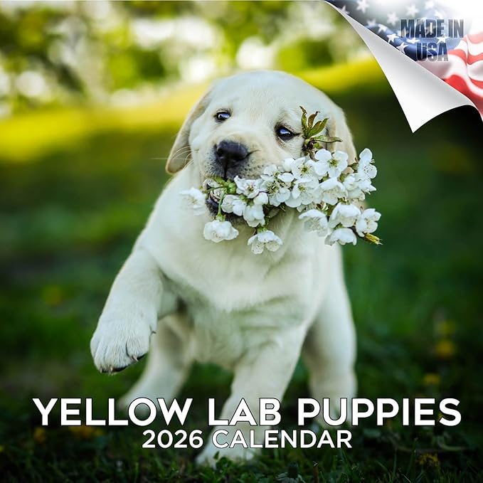 Labrador Pups Yellow Calendar 2026 by MegaCalendars – Monthly Dog Breed Wall Calendar, Made in USA