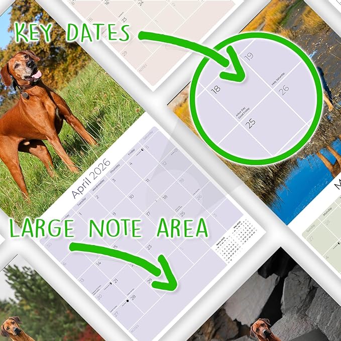 Rhodesian Ridgeback Calendar 2026 by MegaCalendars – Monthly Dog Breed Wall Calendar, Made in USA