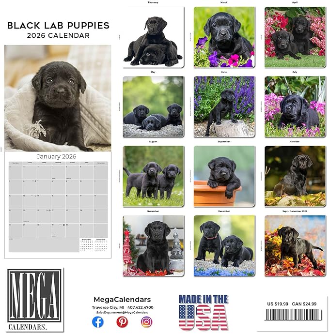 Labrador Pups Black Calendar 2026 by MegaCalendars – Monthly Dog Breed Wall Calendar, Made in USA