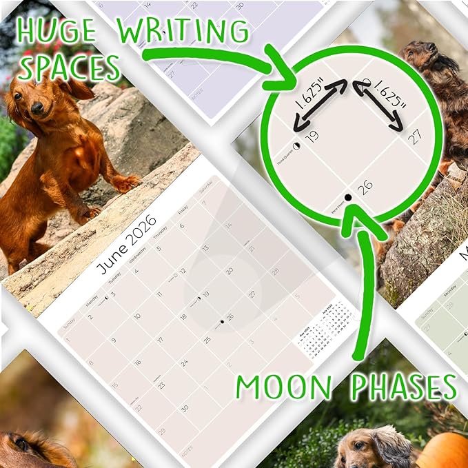 Longhaired Dachshund Calendar 2026 – 16-Month Dog Breed Wall Calendar by MegaCalendars – Large Daily Blocks, Thick No-Bleed Paper, Made in USA