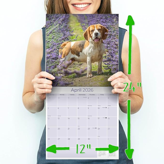 Beagle Calendar 2026 by MegaCalendars – Monthly Dog Breed Wall Calendar, Made in USA