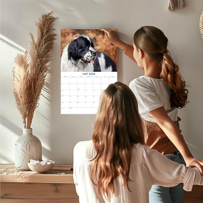 2025 2026 Newfoundland Calendar - Dog Breed Monthly Wall Calendar - 12" x 18" Open - Thick No-Bleed Paper - Giftable - Academic Teacher's Planner Calendar Organizing & Planning - Made in USA