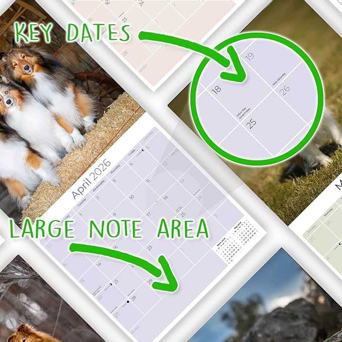 Shetland Sheepdog Calendar 2026 by MegaCalendars – Monthly Dog Breed Wall Calendar, Made in USA