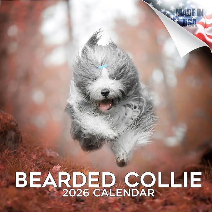 Bearded Collie Calendar 2026 by MegaCalendars – Monthly Dog Breed Wall Calendar, Made in USA