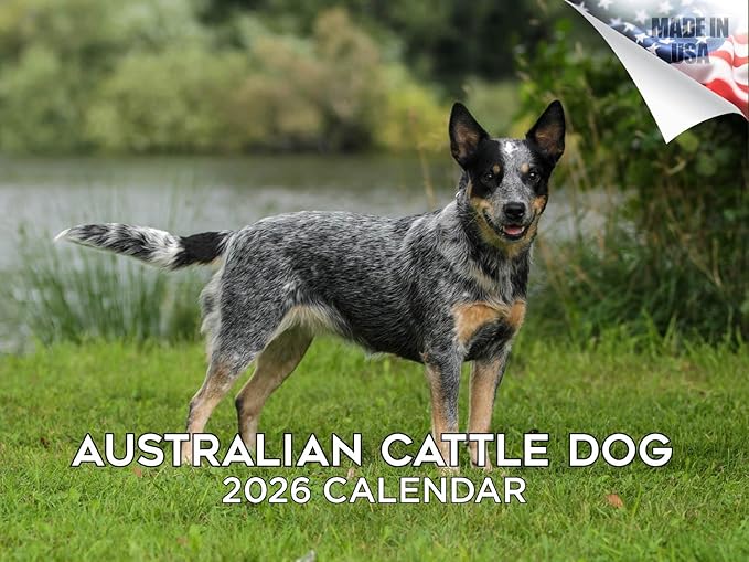 2025 2026 Australian Cattle Dog Calendar - Dog Breed Monthly Wall Calendar - 12" x 18" Open - Thick No-Bleed Paper - Giftable - Academic Teacher's Planner Calendar Organizing & Planning - Made in USA