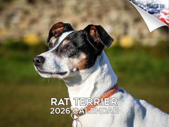 2025 2026 Rat Terrier Calendar - Dog Breed Monthly Wall Calendar - 12" x 18" Open - Thick No-Bleed Paper - Giftable - Academic Teacher's Planner Calendar Organizing & Planning - Made in USA