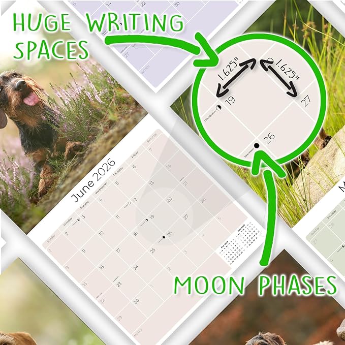 Wirehaired Dachshund Calendar 2026 by MegaCalendars – Monthly Dog Breed Wall Calendar, Made in USA