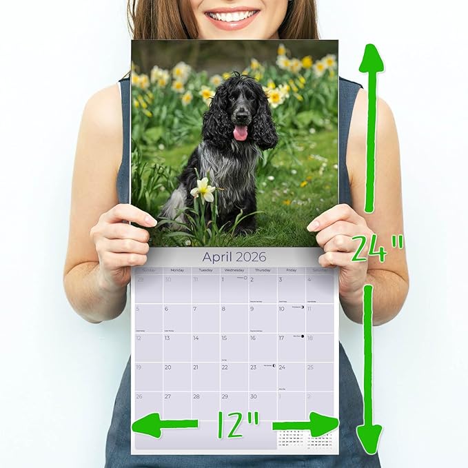 English Cocker Spaniel Calendar 2026 by MegaCalendars – Monthly Dog Breed Wall Calendar, Made in USA