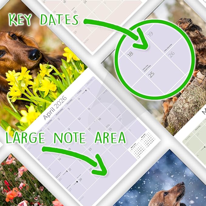 Longhaired Dachshund Calendar 2026 – 16-Month Dog Breed Wall Calendar by MegaCalendars – Large Daily Blocks, Thick No-Bleed Paper, Made in USA