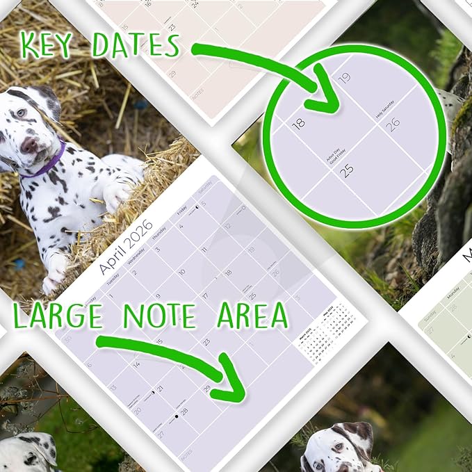 Dalmatian Pups Calendar 2026 by MegaCalendars – Monthly Dog Breed Wall Calendar, Made in USA