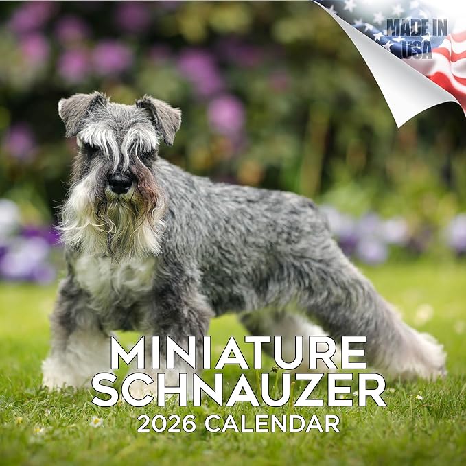 Miniature Schnauzer Calendar 2026 by MegaCalendars – Monthly Dog Breed Wall Calendar, Made in USA