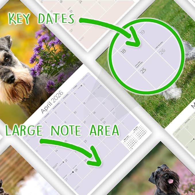 Miniature Schnauzer Calendar 2026 by MegaCalendars – Monthly Dog Breed Wall Calendar, Made in USA