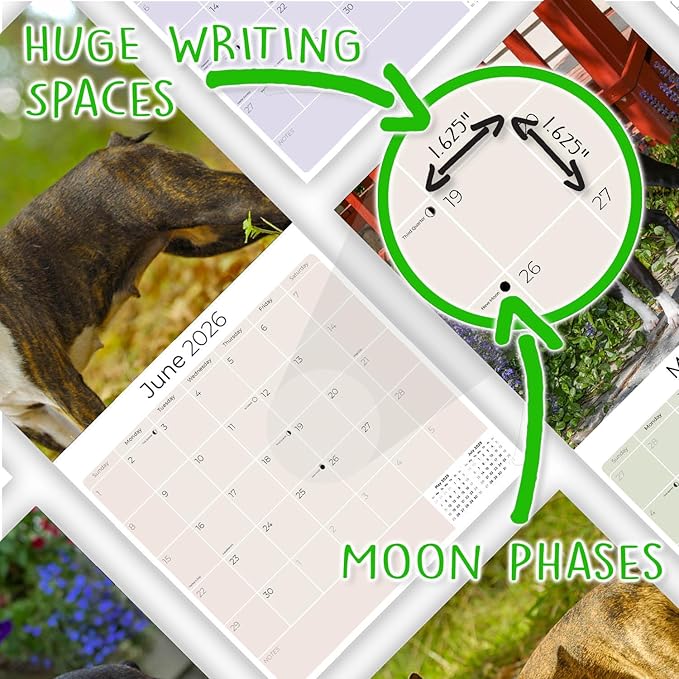2025 2026 Boston Terrier Calendar - Dog Breed Monthly Wall Calendar - 12" x 24" Open - Thick No-Bleed Paper - Giftable - Academic Teacher's Planner Calendar Organizing & Planning - Made in USA