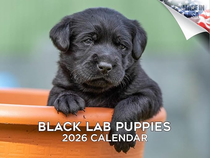 2025 2026 Labrador Pups Black Calendar - Dog Breed Monthly Wall Calendar - 12" x 18" Open - Thick No-Bleed Paper - Giftable - Academic Teacher's Planner Calendar Organizing & Planning - Made in USA