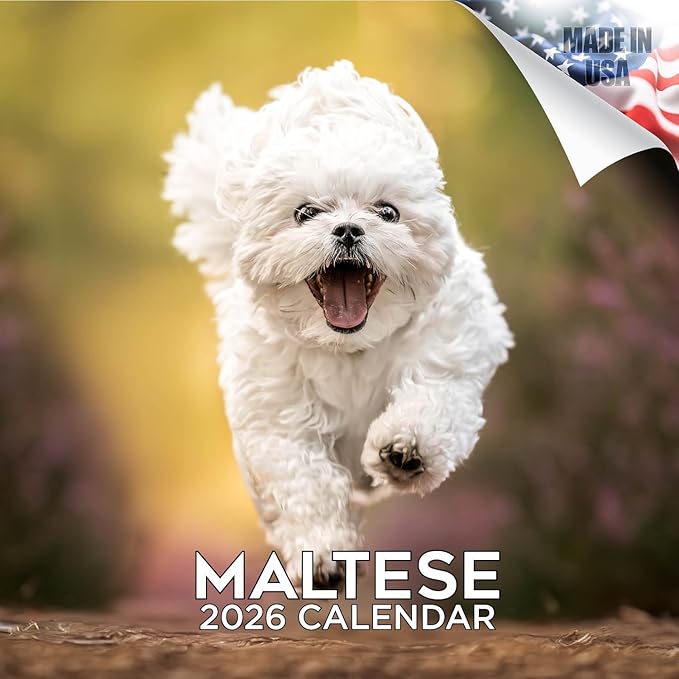 Maltese Calendar 2026 by MegaCalendars – Monthly Dog Breed Wall Calendar, Made in USA