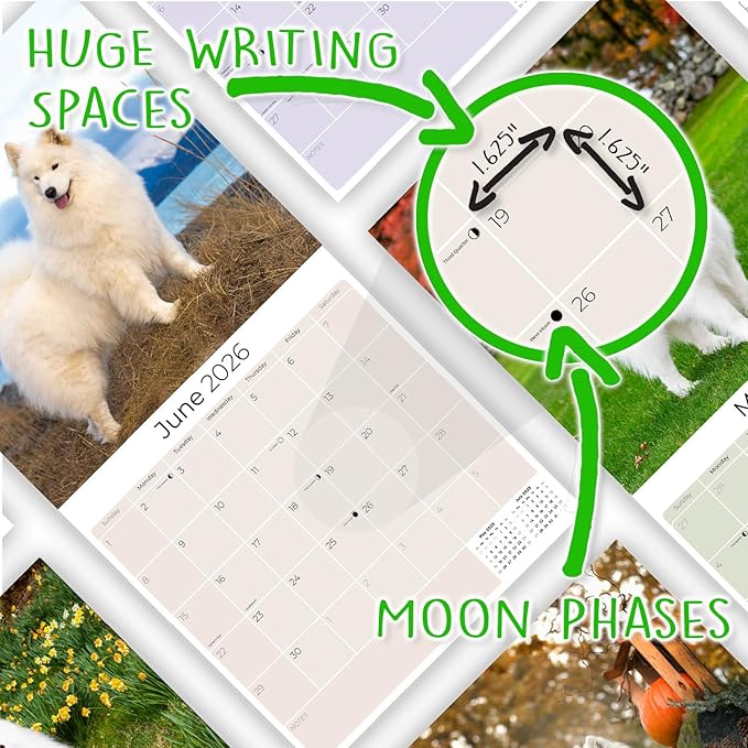 Samoyed Calendar 2026 by MegaCalendars – Monthly Dog Breed Wall Calendar, Made in USA