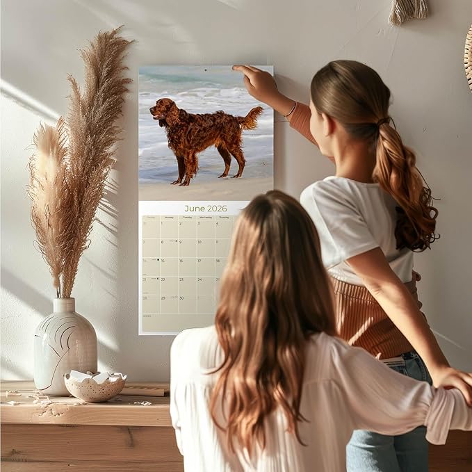 Irish Setter Calendar 2026 by MegaCalendars – Monthly Dog Breed Wall Calendar, Made in USA