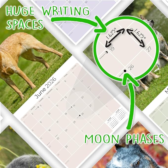Australian Cattle Dog Calendar 2026 – 16-Month Dog Breed Wall Calendar by MegaCalendars – Large Daily Blocks, Thick No-Bleed Paper, Made in USA