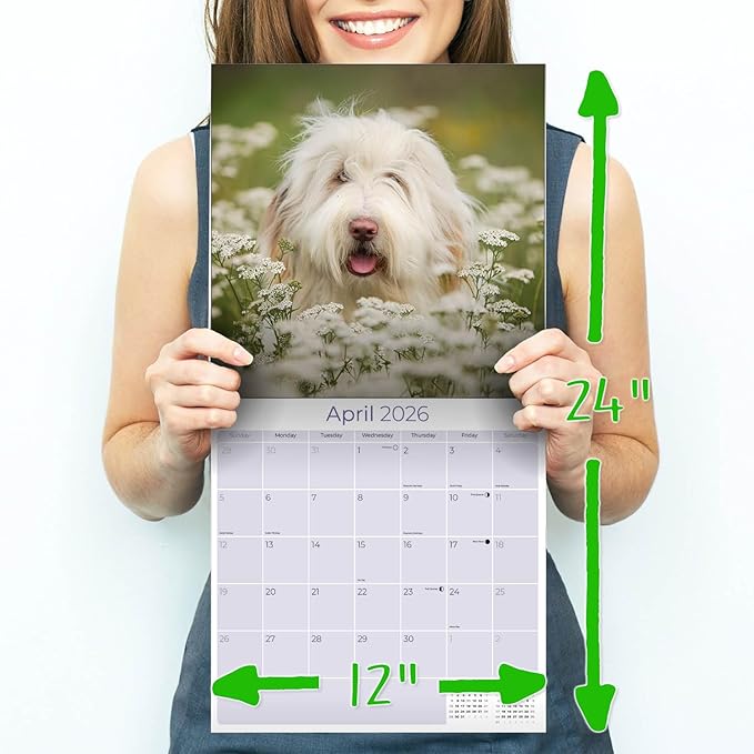 Bearded Collie Calendar 2026 by MegaCalendars – Monthly Dog Breed Wall Calendar, Made in USA