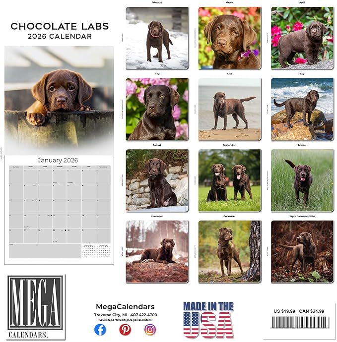 Chocolate Labrador Calendar 2026 by MegaCalendars – Monthly Dog Breed Wall Calendar, Made in USA
