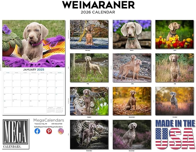 2025 2026 Weimaraner Calendar - Dog Breed Monthly Wall Calendar - 12" x 18" Open - Thick No-Bleed Paper - Giftable - Academic Teacher's Planner Calendar Organizing & Planning - Made in USA