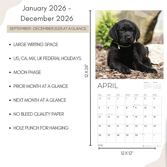 Black Lab Puppy Wall Calendar 2026 | 12" x 24" Open | Dog Calendar Photography Thick & Sturdy Paper | Office Kitchen Decor or Gift | Pacific Waters Press (Black Lab Puppies)