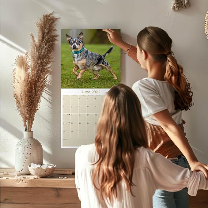 Chihuahua Calendar 2026 by MegaCalendars – Monthly Dog Breed Wall Calendar, Made in USA