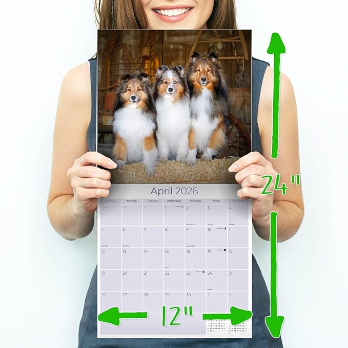 Shetland Sheepdog Calendar 2026 by MegaCalendars – Monthly Dog Breed Wall Calendar, Made in USA