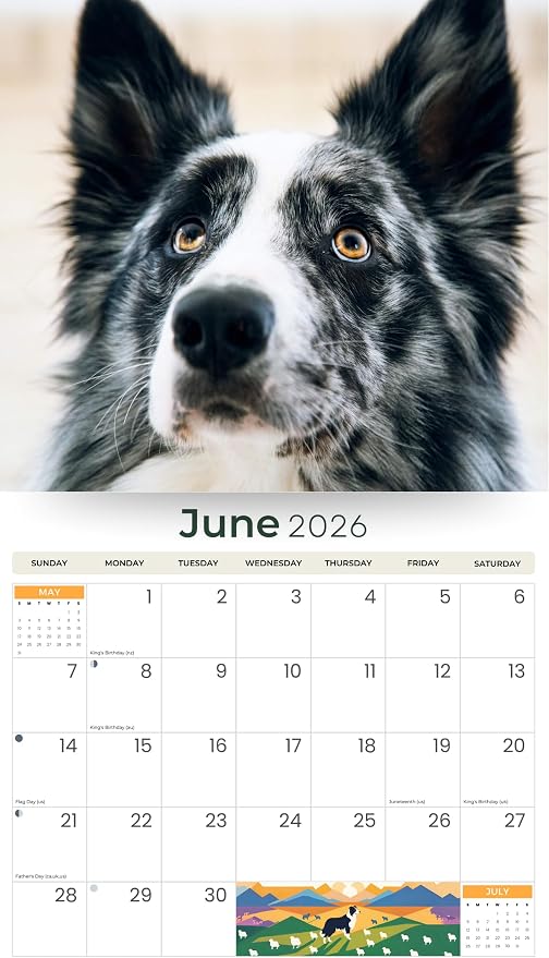 2026 Border Collies Dog Deluxe Wall Calendar | 16-Month Monthly Planner | Eco-Friendly Plastic-Free Organizer | Large 12" x 13.3" Home & Office Calendar with Holidays & Cute Border Collie Photos
