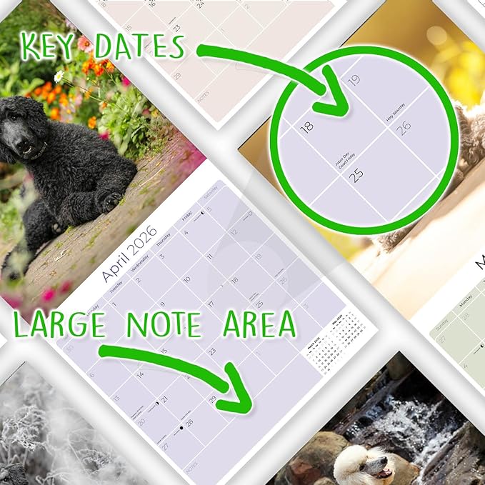 Poodle Calendar 2026 – 16-Month Dog Breed Wall Calendar by MegaCalendars – Large Daily Blocks, Thick No-Bleed Paper, Made in USA