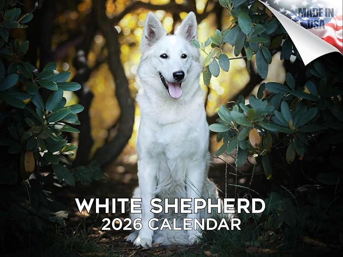 2025 2026 White Shepherd Calendar - Dog Breed Monthly Wall Calendar - 12" x 18" Open - Thick No-Bleed Paper - Giftable - Academic Teacher's Planner Calendar Organizing & Planning