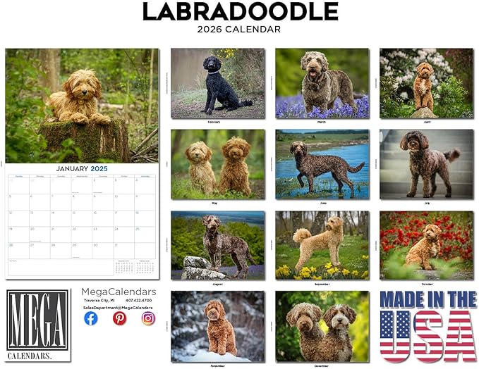2025 2026 Labradoodle Calendar - Dog Breed Monthly Wall Calendar - 12" x 18" Open - Thick No-Bleed Paper - Giftable - Academic Teacher's Planner Calendar Organizing & Planning - Made in USA
