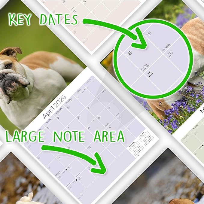Bulldog Calendar 2026 by MegaCalendars – Monthly Dog Breed Wall Calendar, Made in USA