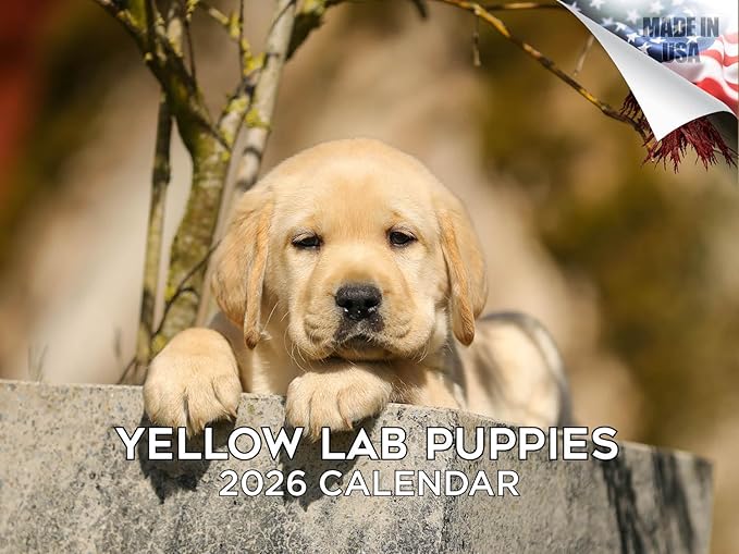2025 2026 Labrador Pups Yellow Calendar - Dog Breed Monthly Wall Calendar - 12" x 18" Open - Thick No-Bleed Paper - Giftable - Academic Teacher's Planner Calendar Organizing & Planning - Made in USA