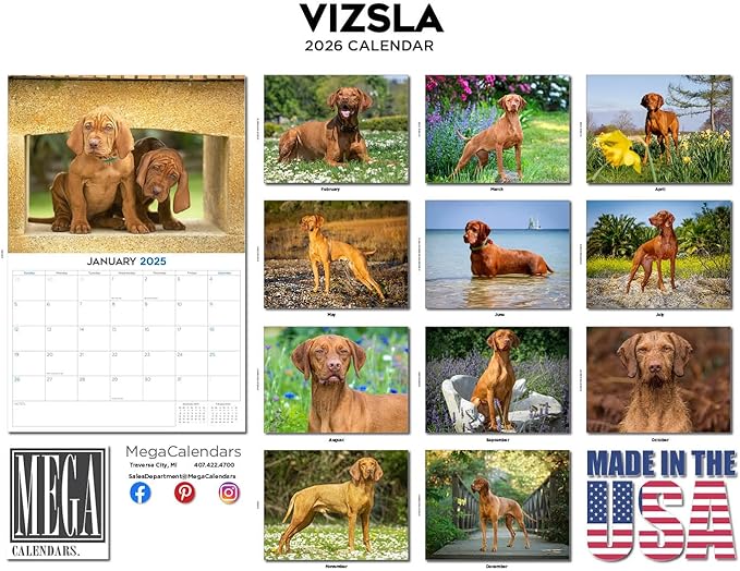 2025 2026 Vizsla Calendar - Dog Breed Monthly Wall Calendar - 12" x 18" Open - Thick No-Bleed Paper - Giftable - Academic Teacher's Planner Calendar Organizing & Planning - Made in USA