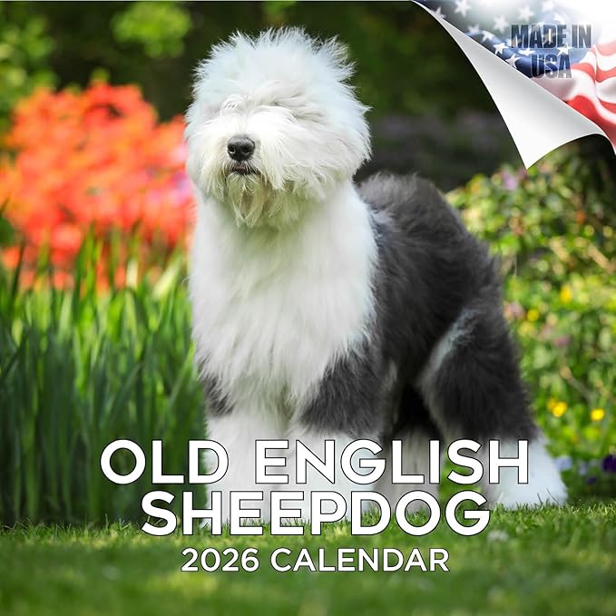 Old English Sheepdog Calendar 2026 by MegaCalendars – Monthly Dog Breed Wall Calendar, Made in USA