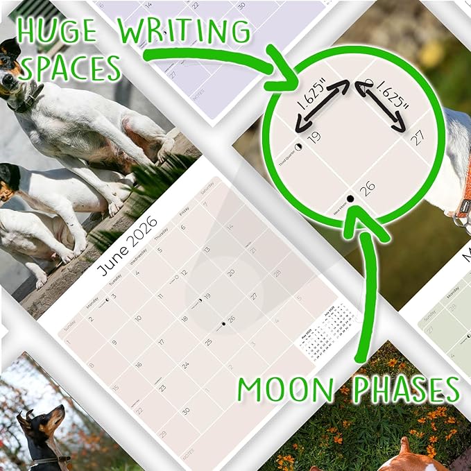 Rat Terrier Calendar 2026 by MegaCalendars – Monthly Dog Breed Wall Calendar, Made in USA