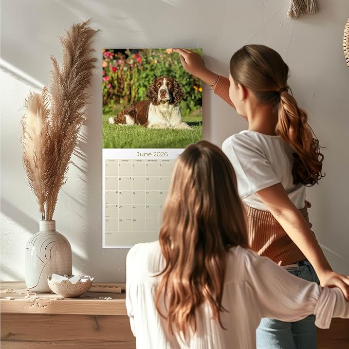 English Springer US Calendar 2026 by MegaCalendars – Monthly Dog Breed Wall Calendar, Made in USA