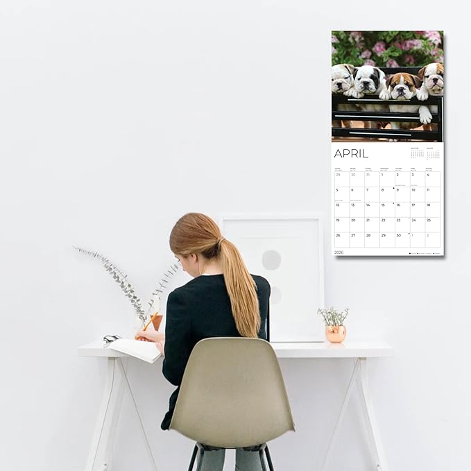 Bulldog Puppy 2026 Wall Calendar | 12" x 24" Open Calendar | Dog Photography Thick & Sturdy Paper for Organizing & Planning | Office Kitchen Decor or Gift | Pacific Waters Press (Bulldog Puppies)