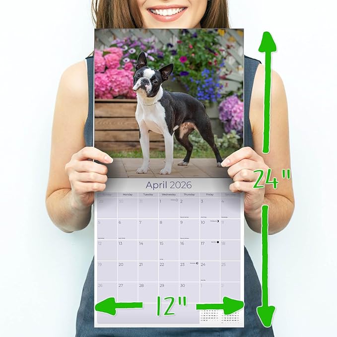 2025 2026 Boston Terrier Calendar - Dog Breed Monthly Wall Calendar - 12" x 24" Open - Thick No-Bleed Paper - Giftable - Academic Teacher's Planner Calendar Organizing & Planning - Made in USA