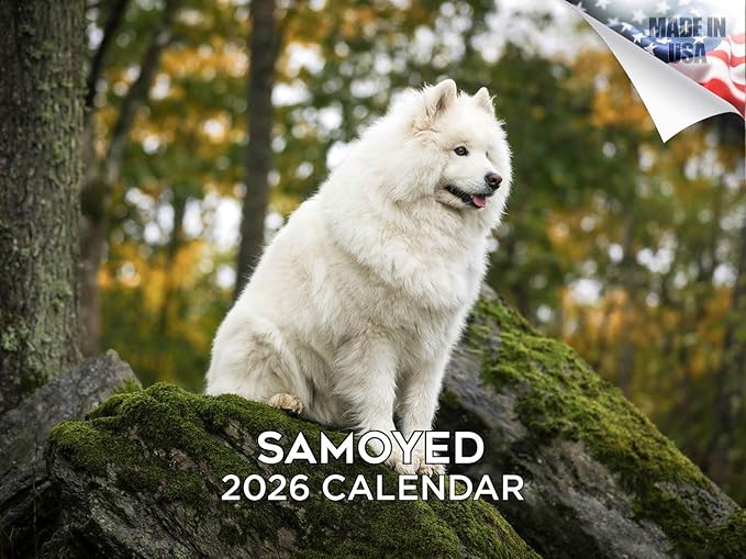 2025 2026 Samoyed Calendar - Dog Breed Monthly Wall Calendar - 12" x 18" Open - Thick No-Bleed Paper - Giftable - Academic Teacher's Planner Calendar Organizing & Planning - Made in USA