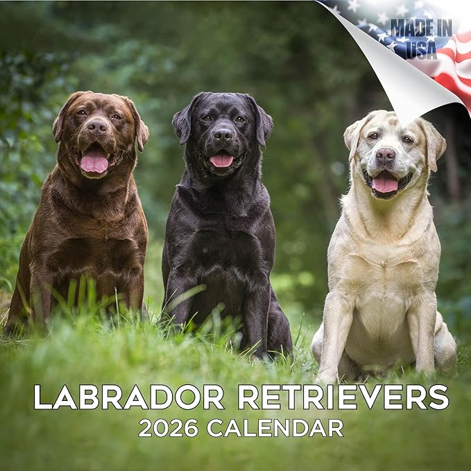 Labrador Retriever Calendar 2026 – 16-Month Dog Breed Wall Calendar by MegaCalendars – Black, Brown & Yellow Labs – Large Daily Blocks, Thick No-Bleed Paper, Made in USA