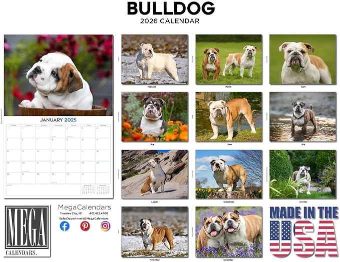 2025 2026 Bulldog Calendar - Dog Breed Monthly Wall Calendar - 12" x 18" Open - Thick No-Bleed Paper - Giftable - Academic Teacher's Planner Calendar Organizing & Planning - Made in USA