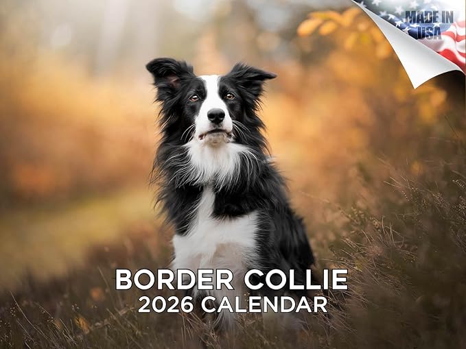 2025 2026 Border Collie Calendar - Dog Breed Monthly Wall Calendar - 12" x 18" Open - Thick No-Bleed Paper - Giftable - Academic Teacher's Planner Calendar Organizing & Planning - Made in USA