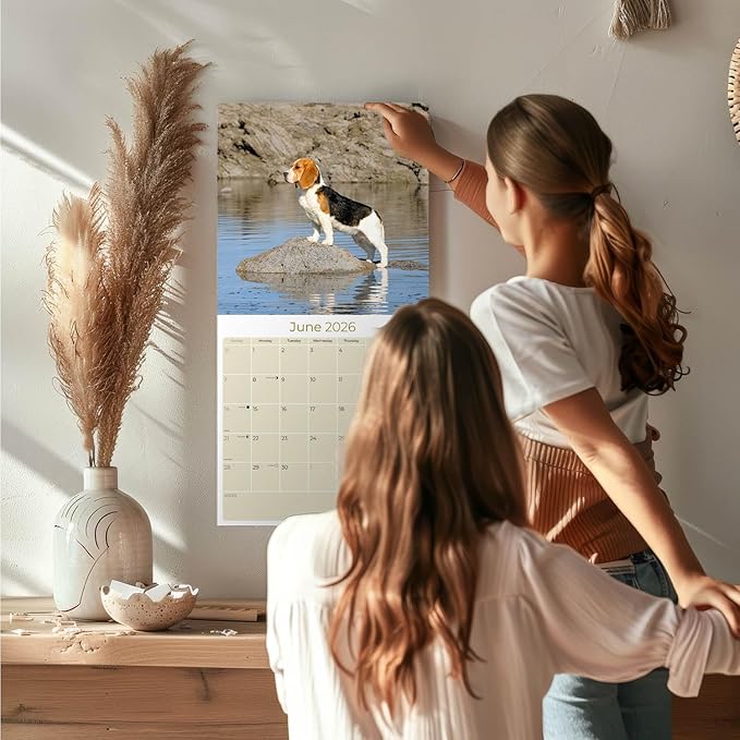 Beagle Calendar 2026 by MegaCalendars – Monthly Dog Breed Wall Calendar, Made in USA