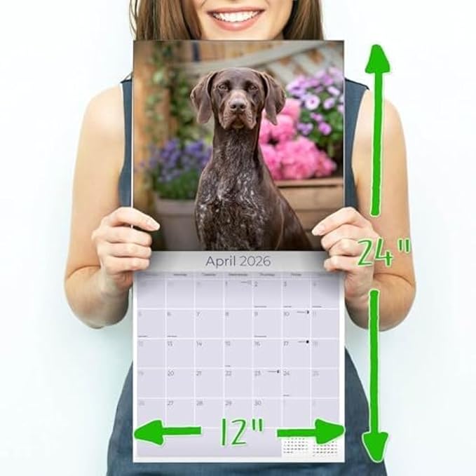 German Shorthair Pointer Calendar 2026 by MegaCalendars – Monthly Dog Breed Wall Calendar, Made in USA