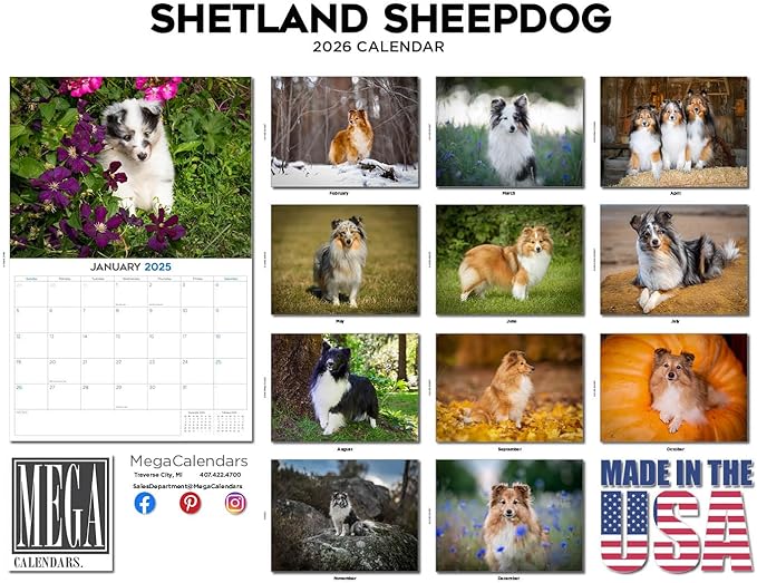 2025 2026 Shetland Sheepdog Calendar - Dog Breed Monthly Wall Calendar - 12" x 18" Open - Thick No-Bleed Paper - Giftable - Academic Teacher's Planner Calendar Organizing & Planning - Made in USA
