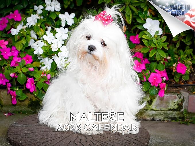 2025 2026 Maltese Calendar - Dog Breed Monthly Wall Calendar - 12" x 18" Open - Thick No-Bleed Paper - Giftable - Academic Teacher's Planner Calendar Organizing & Planning - Made in USA
