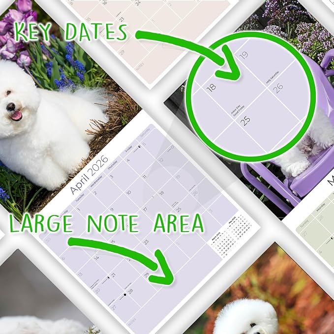 Bichon Frise Calendar 2026 by MegaCalendars – Monthly Dog Breed Wall Calendar, Made in USA
